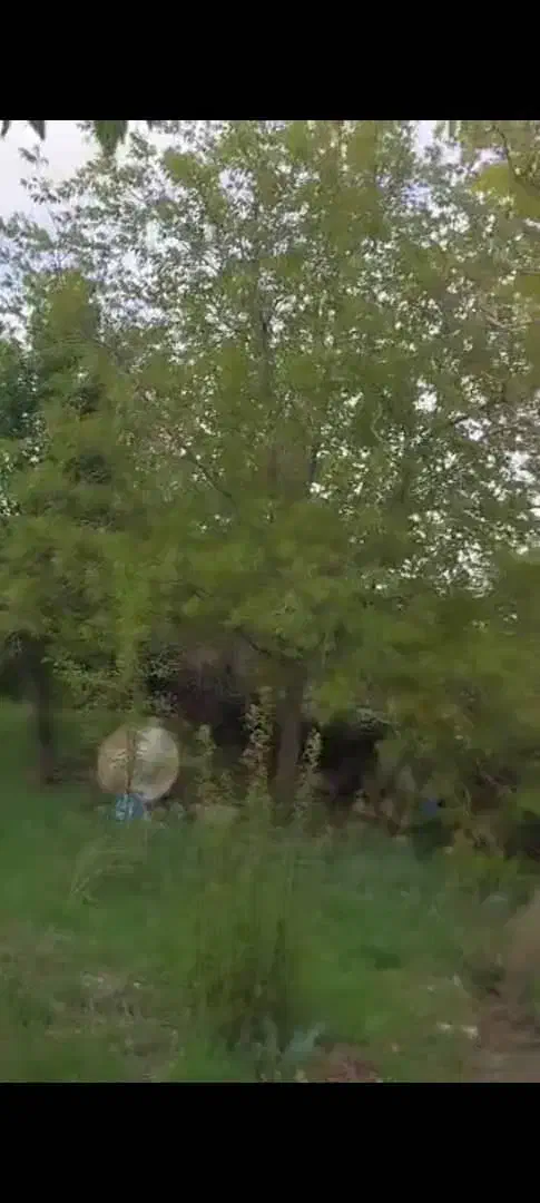 باغ جاده اصلی سپیدار|فروش زمین و ملک کلنگی|سپیدار, |دیوار