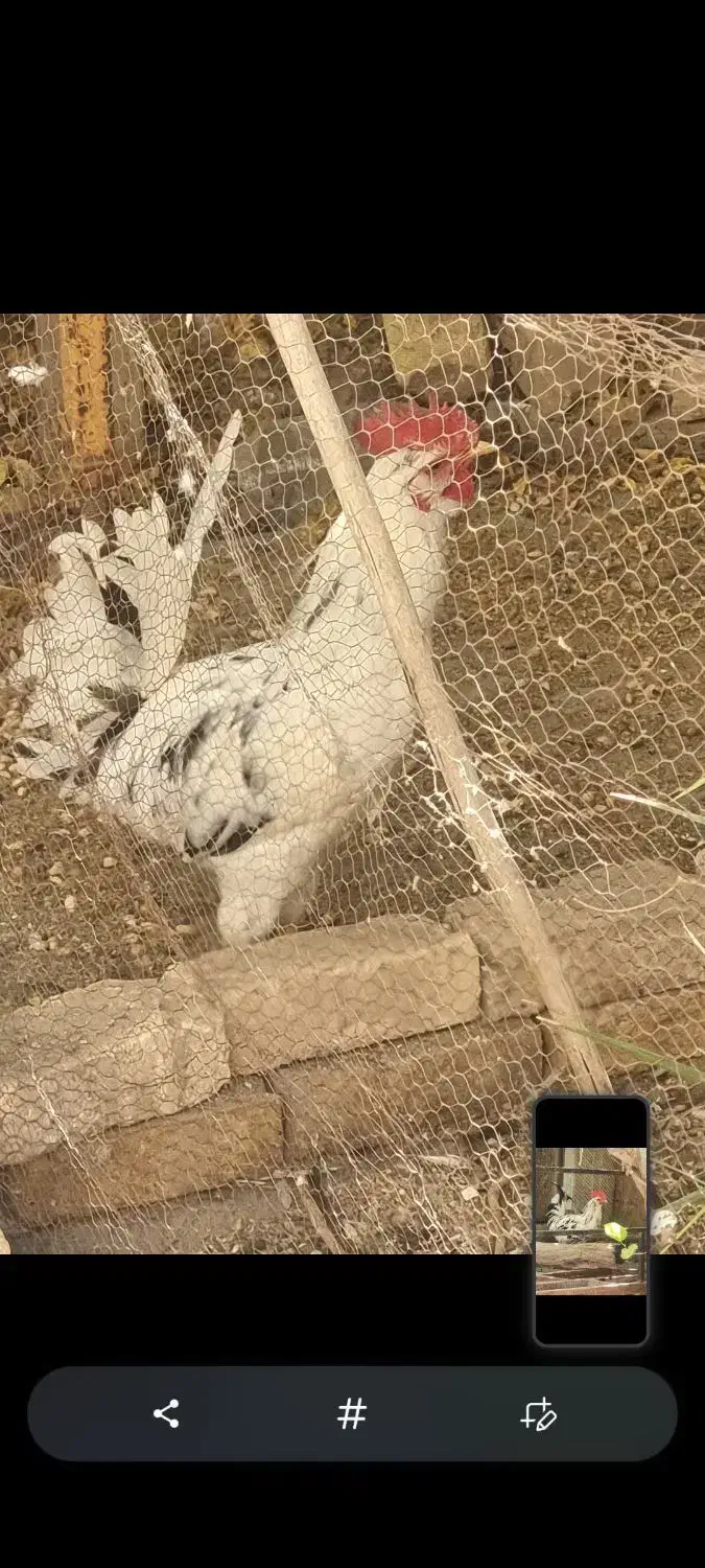 خروس گلین|حیوانات مزرعه|اردکان, |دیوار