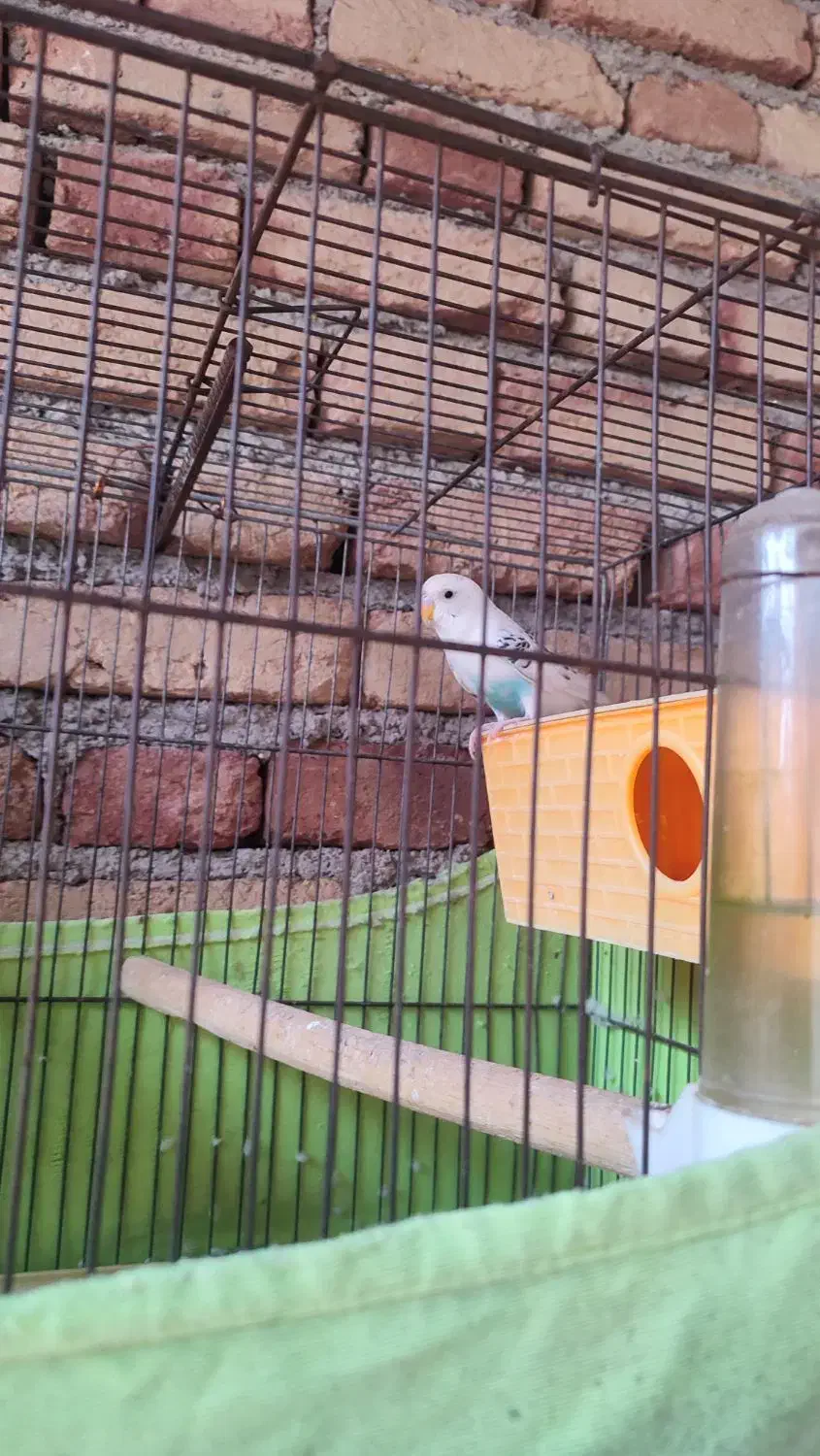 مرغ عشق مولد با جوجه|پرنده|پارسآباد, |دیوار