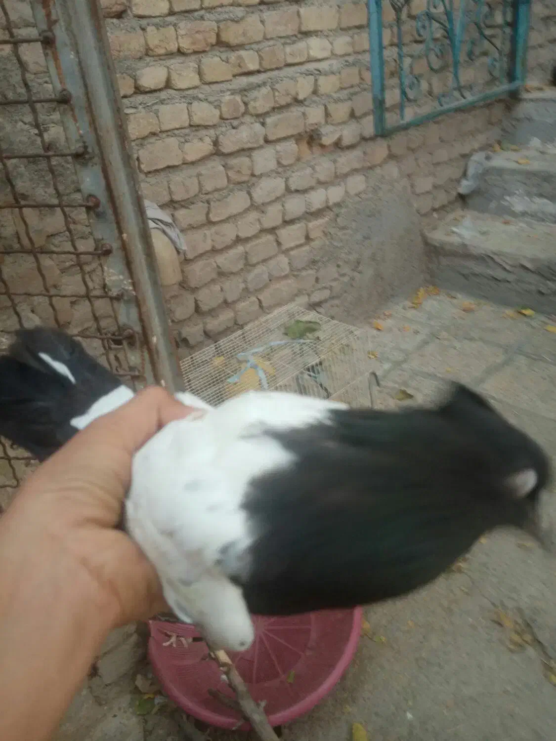 سینه نر|حیوانات مزرعه|مشهد, شهید شهریاری|دیوار