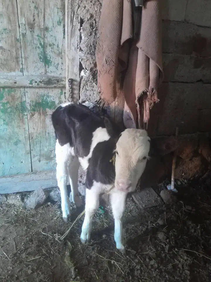 گاو شیری با گوساله ۲۰روزه|حیوانات مزرعه|ورزقان, |دیوار