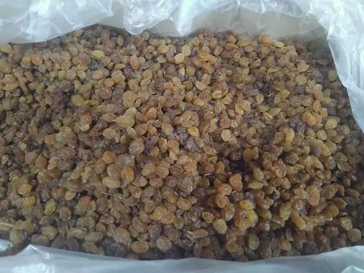 کشمش تیزابی شسته شده درجه یک|خوردنی و آشامیدنی|ملایر, |دیوار