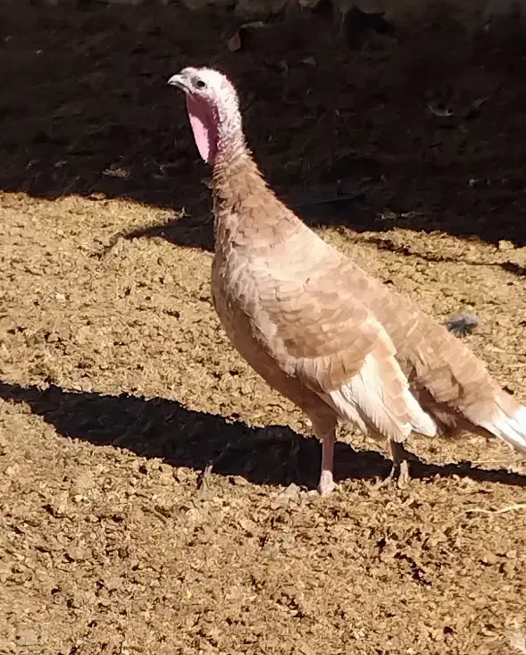 بوقلمون محلی|حیوانات مزرعه|سراوان, |دیوار