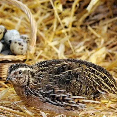 4 بلدرچین تخم گذار|حیوانات مزرعه|اصفهان, شاهد|دیوار