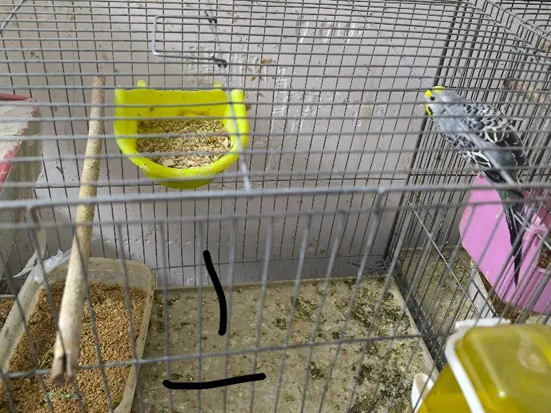 دو جفت مرغ عشق مولد  همراه با تخم|پرنده|بندر ماهشهر, |دیوار