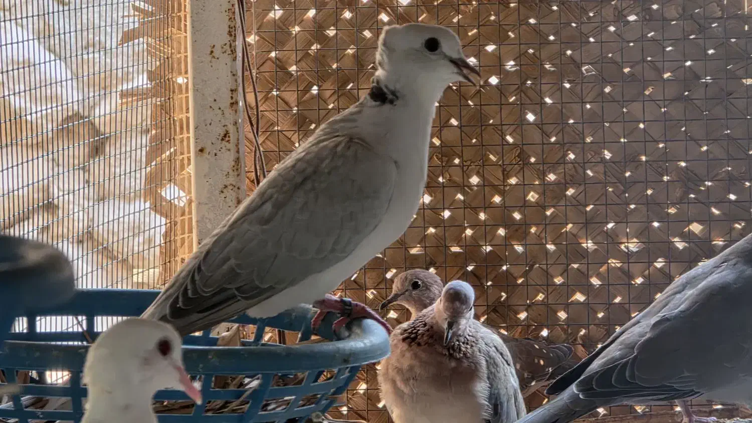 بنام خالق پرندگان|پرنده|تفت, |دیوار