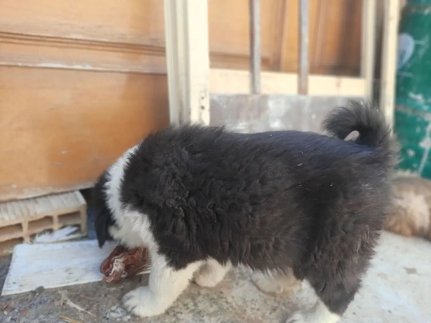 قدرجونی|سگ|اهواز, آریاشهر|دیوار