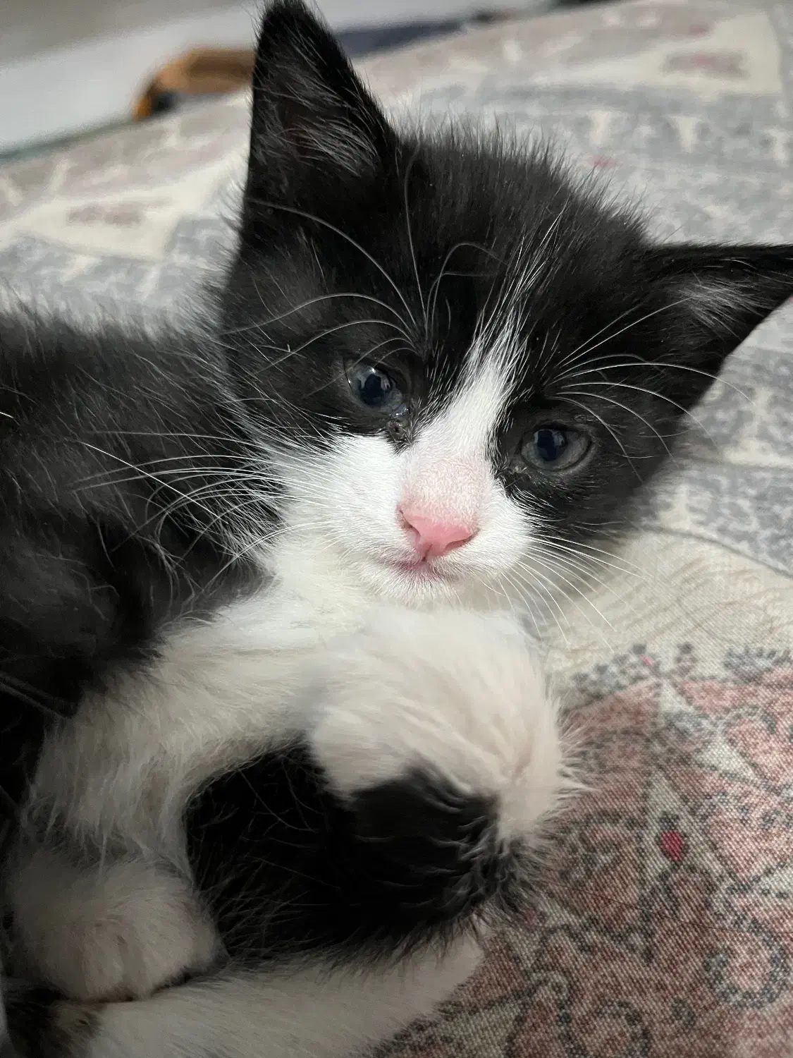 واگذاری بچه گربه|گربه|کرمان, |دیوار