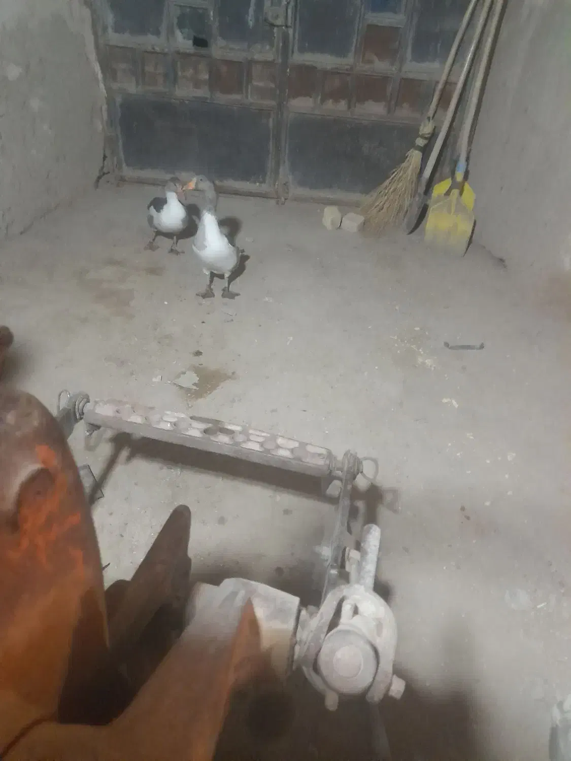 یک جفت غاز|حیوانات مزرعه|تاکستان, |دیوار