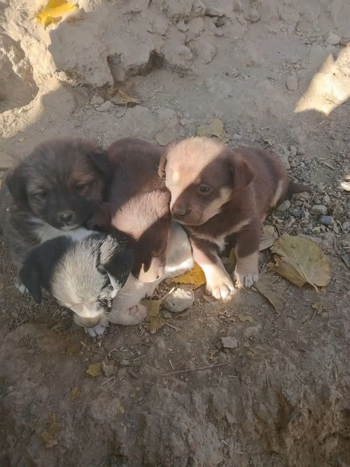 پاکوتاه|سگ|چناران, |دیوار