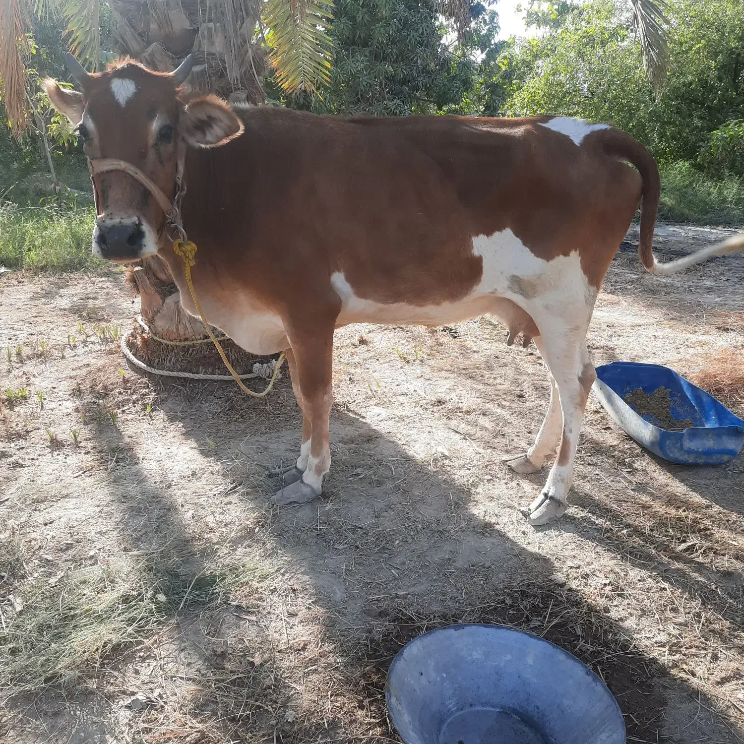 گاو جرسی آبستن ۵ ماهه به همراه گوساله ماده|حیوانات مزرعه|میناب, |دیوار