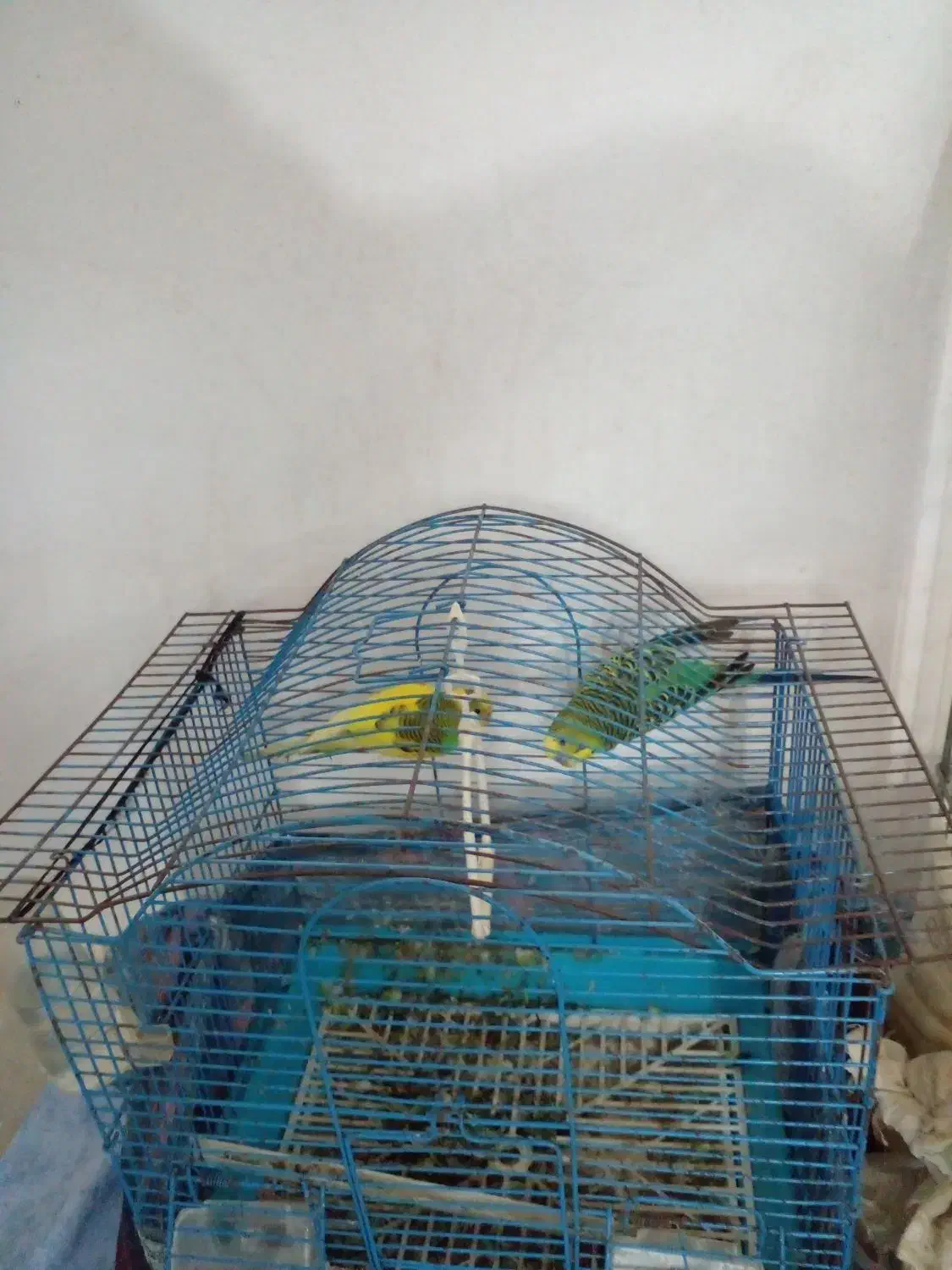 فروش قناری|پرنده|نوشهر, |دیوار