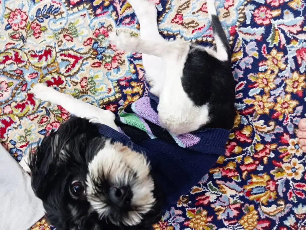 واگذاری شیتزو تریر به خانواده مطمئن و دارای فرزند|سگ|سیرجان, |دیوار