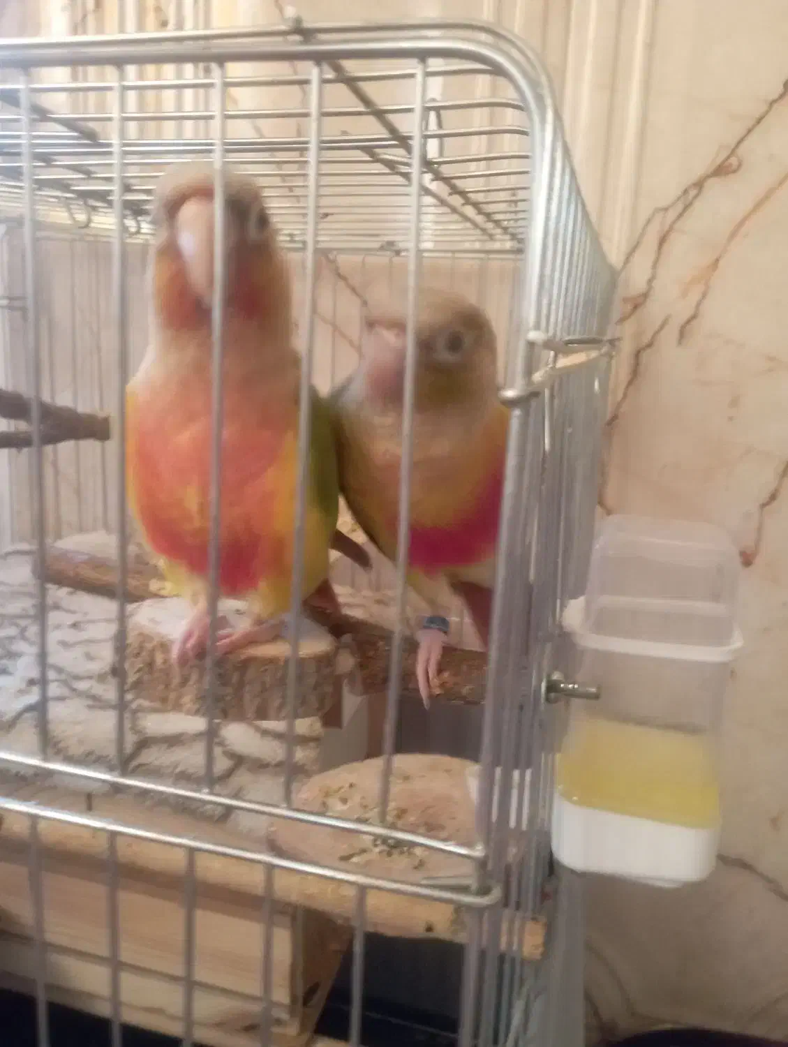 طوطی گرینچیک جفت|پرنده|پاکدشت, پاکدشت (مامازند)|دیوار