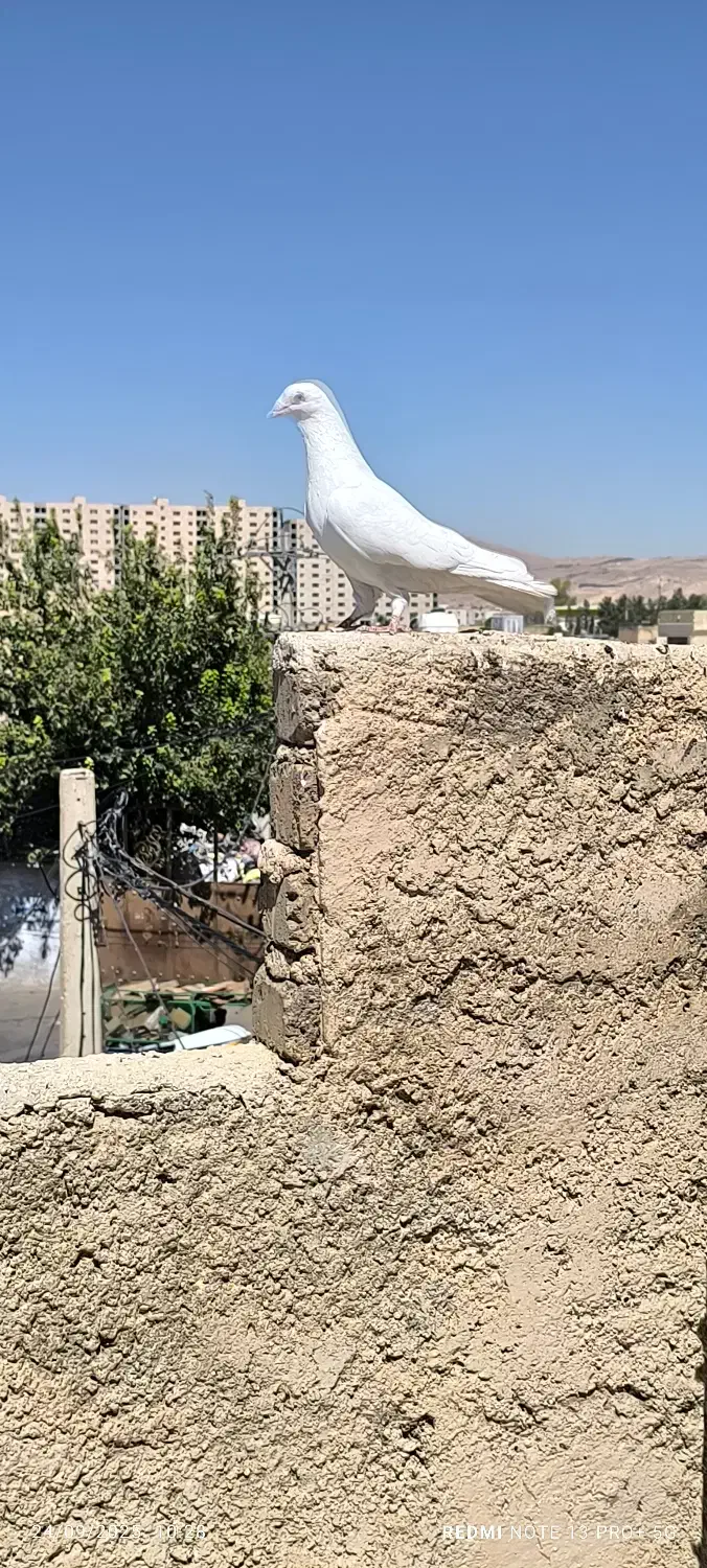 فروش فوری زیر قیمت|پرنده|شیراز, سهل‌آباد|دیوار