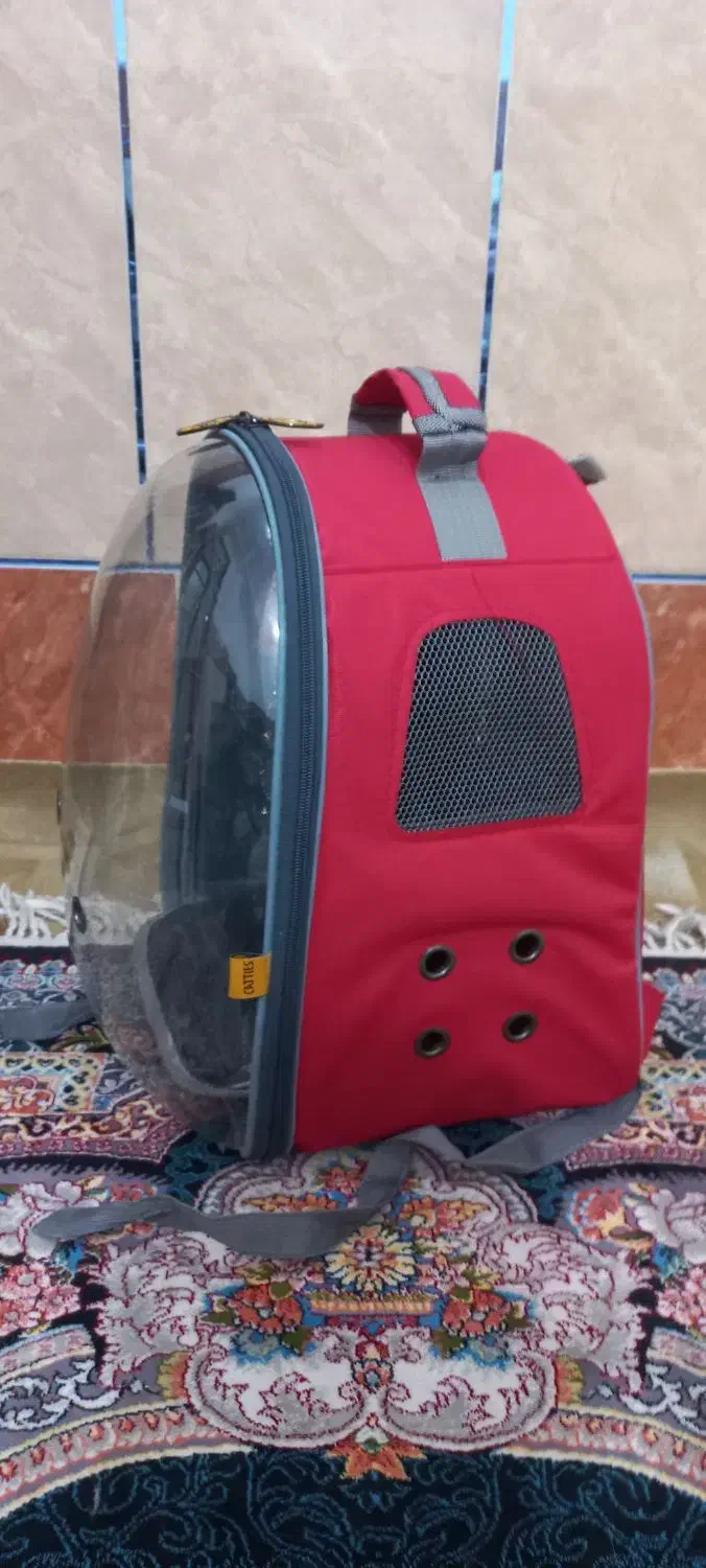 وسایل گربه|لوازم جانبی حیوانات|میناب, |دیوار