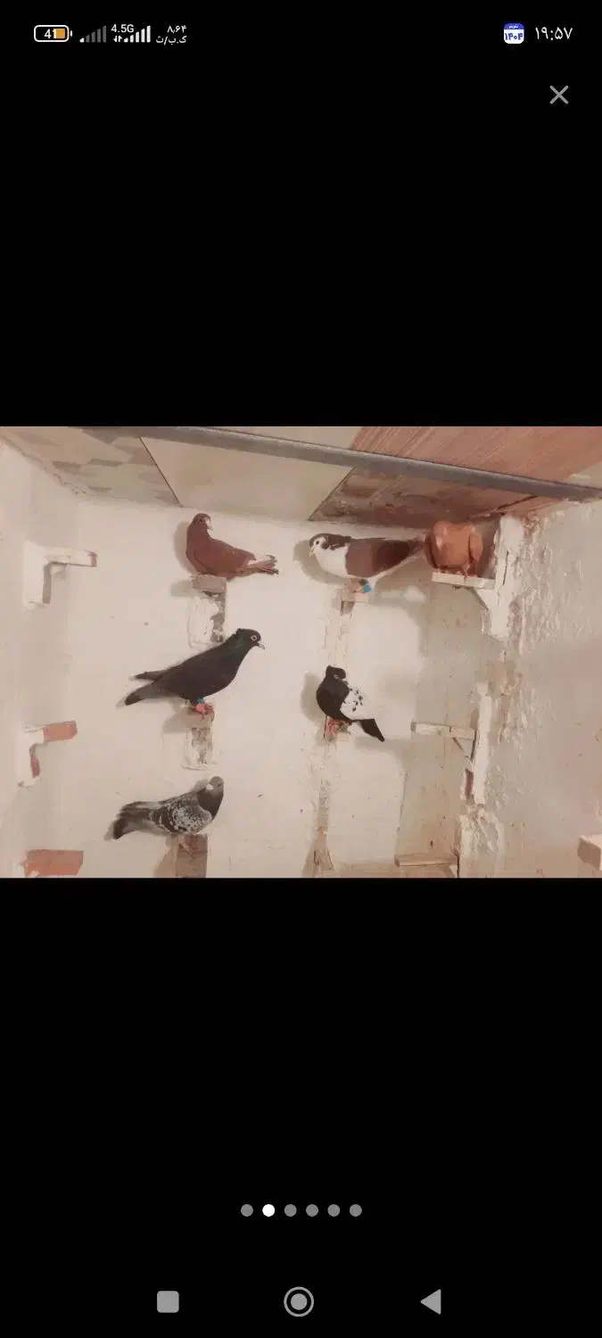 نقدفقط|پرنده|کرمان, |دیوار