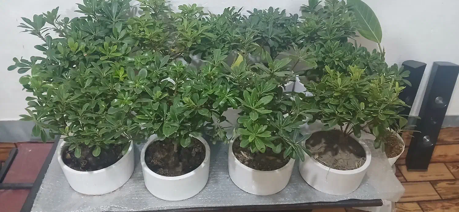 گل بونسای|گل و گیاه طبیعی|قم, ولیعصر|دیوار