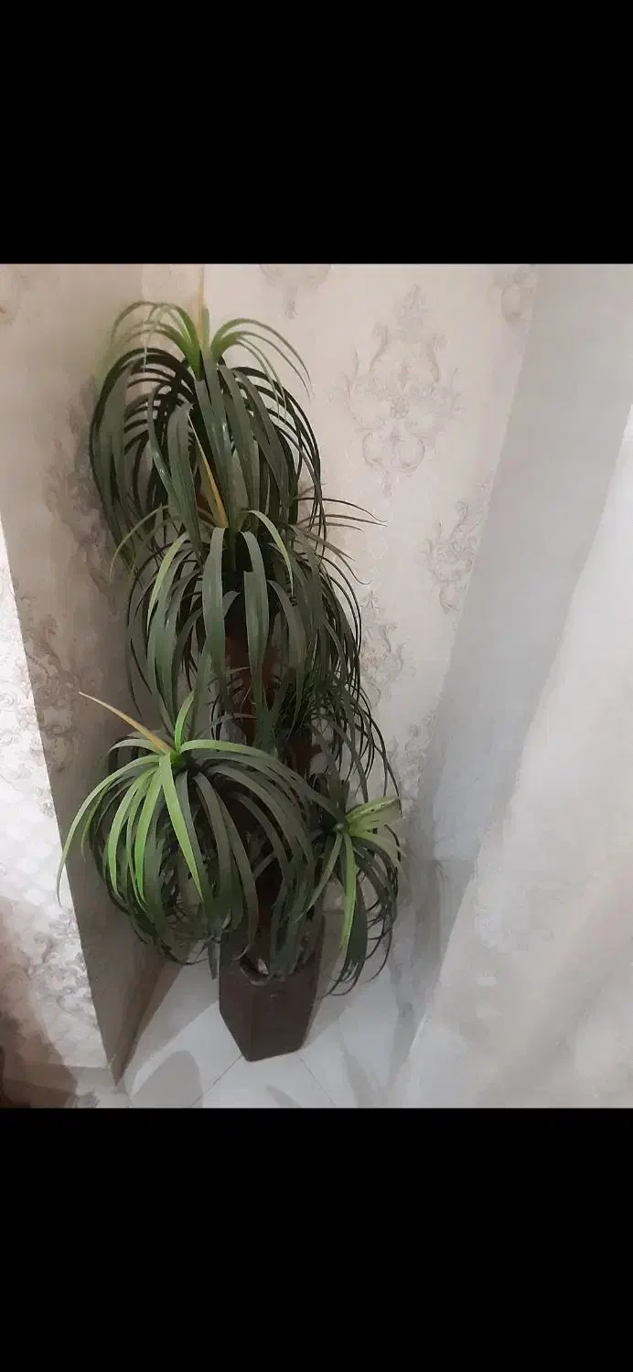 نخل زینتی با گلدان سرامیک هخامنشی|گل مصنوعی|شهریار, شهریار|دیوار