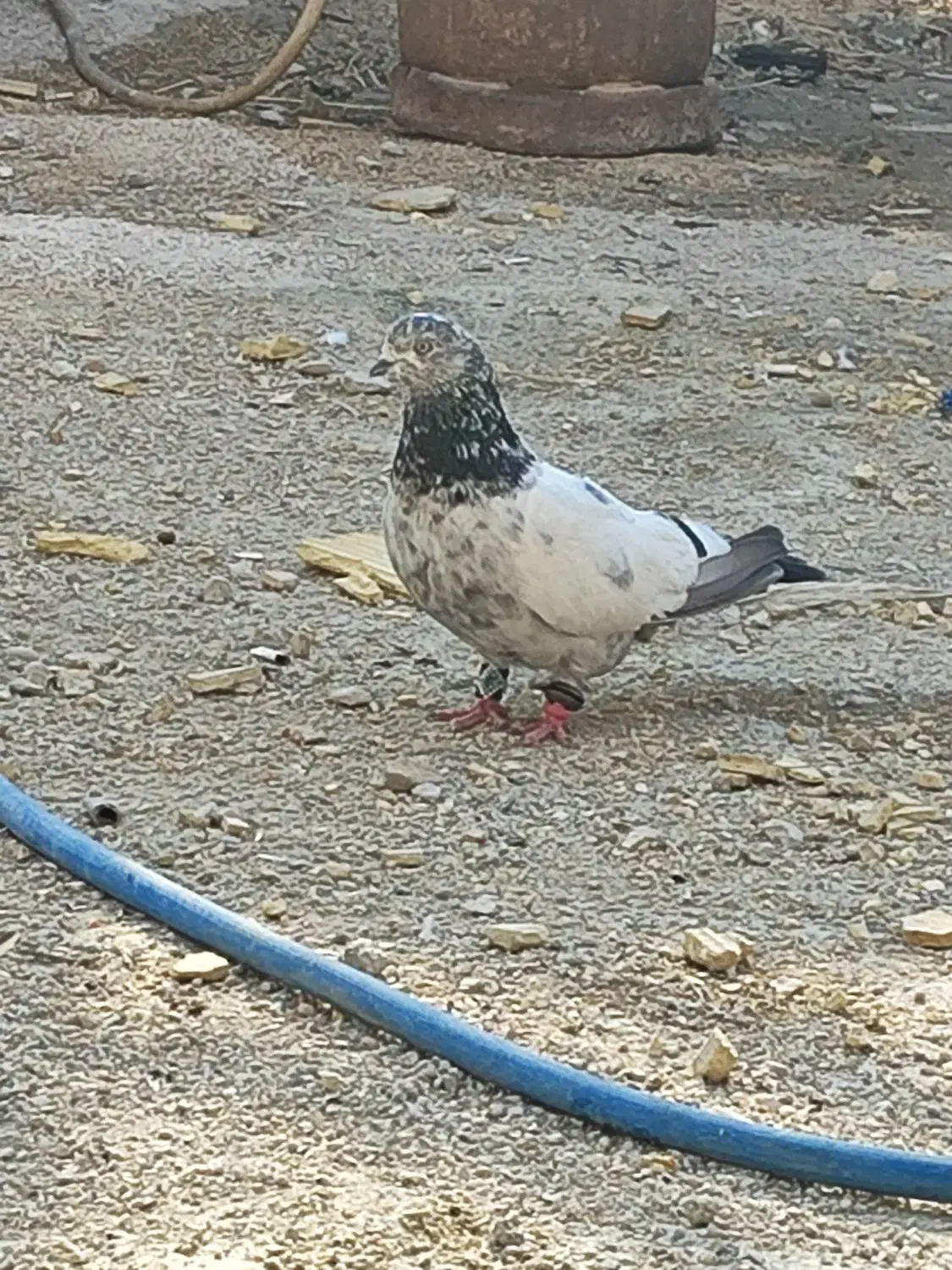 کبوتر نر|پرنده|چمران, |دیوار