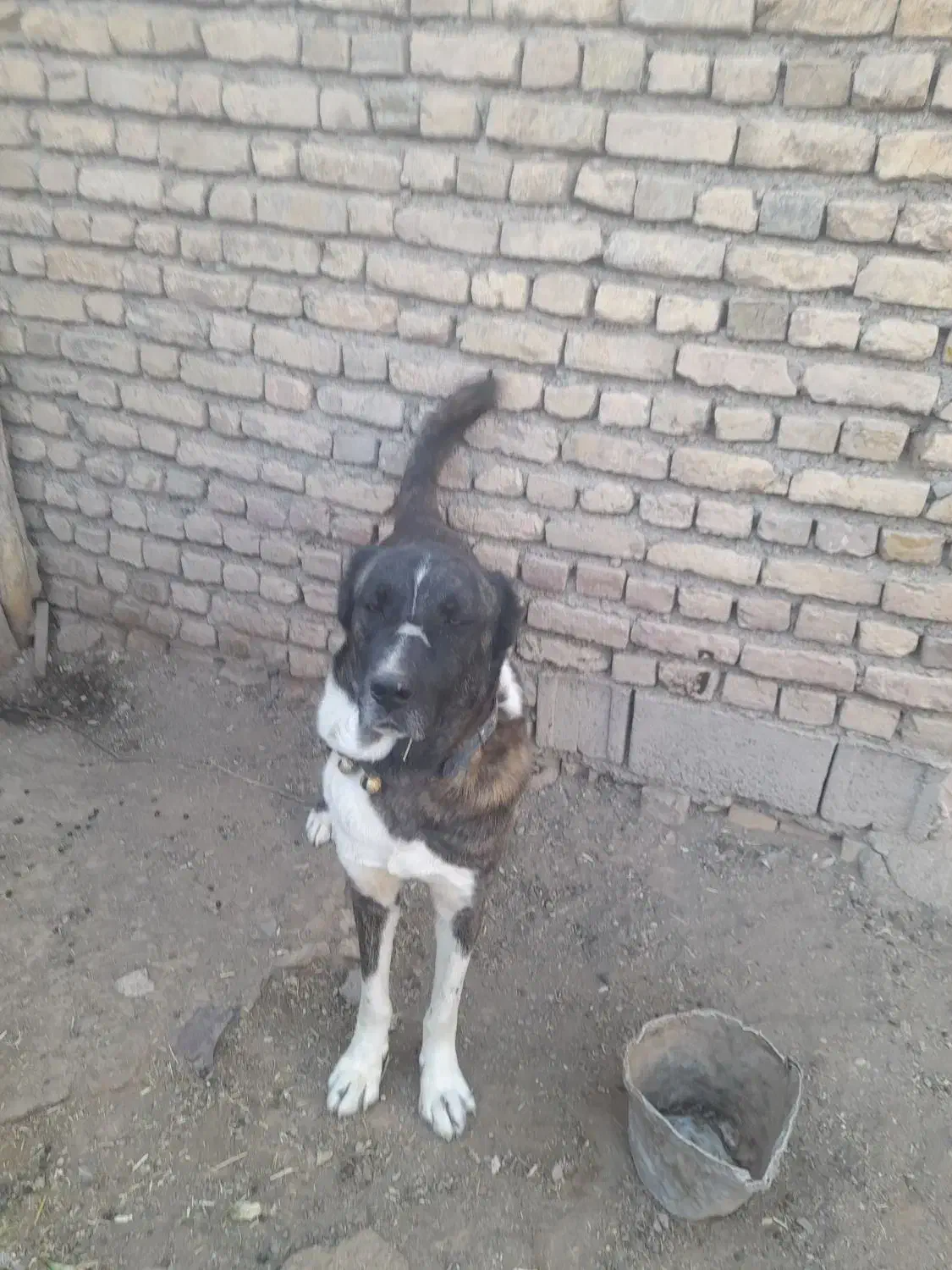 سگ فروشی|سگ|زاوه, |دیوار