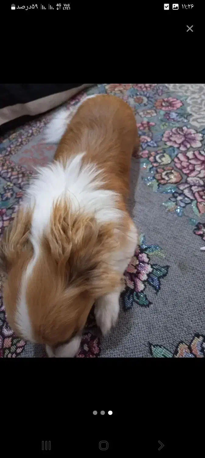 واگذاری سگ|سگ|بندرعباس, |دیوار