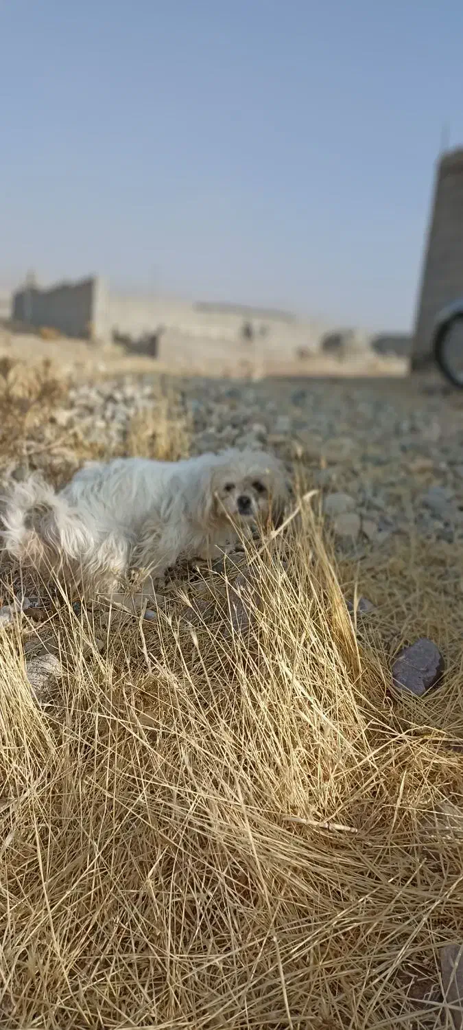 سگ شیتزو|سگ|شاهین دژ, |دیوار