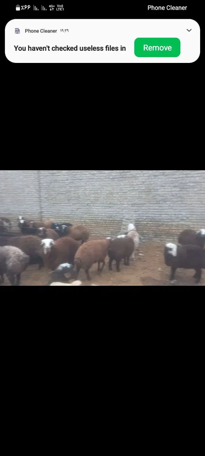 ۲۴راس بره ماده دونه ای ۲۵ کیلو|حیوانات مزرعه|هشتگرد, گلسار|دیوار