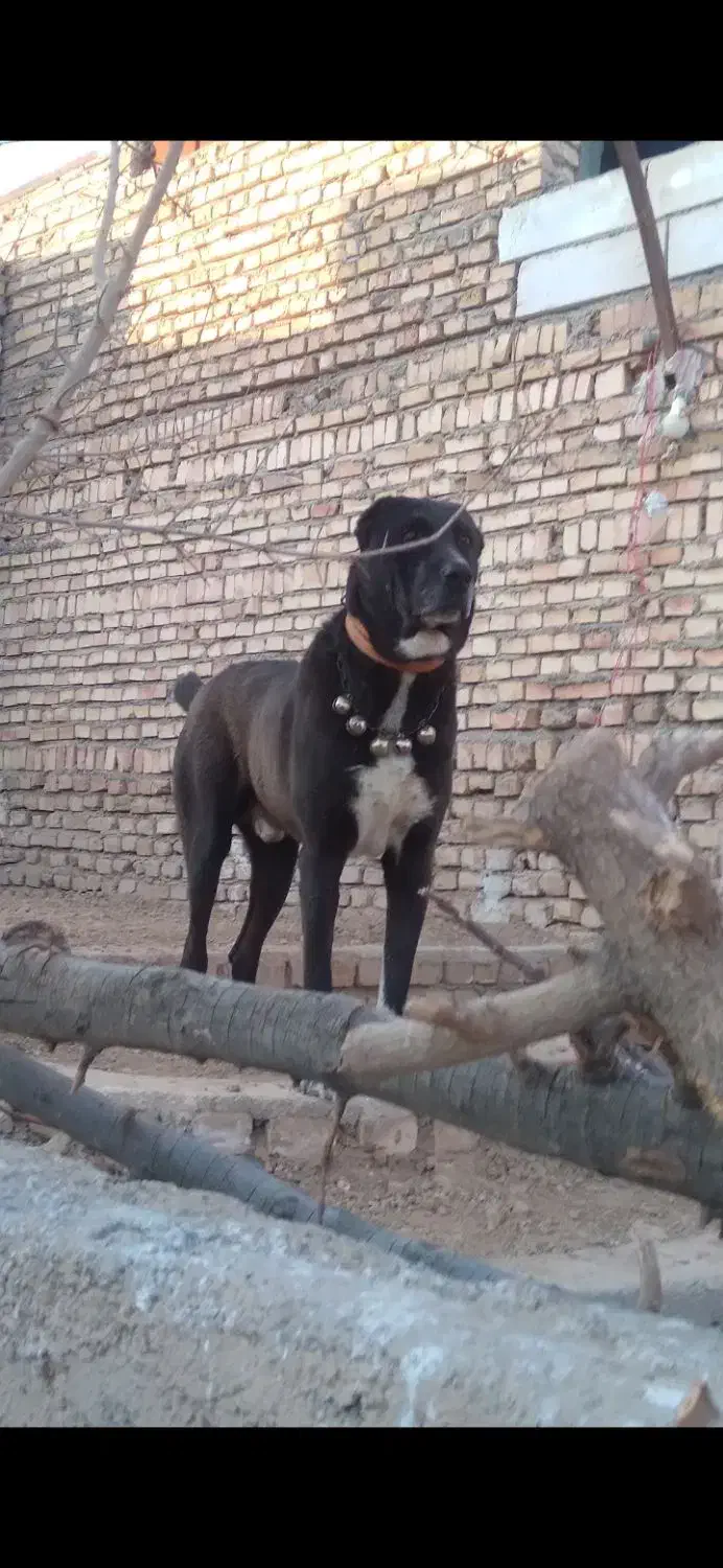 سگ نر افغان|سگ|ورامین, ورامین|دیوار