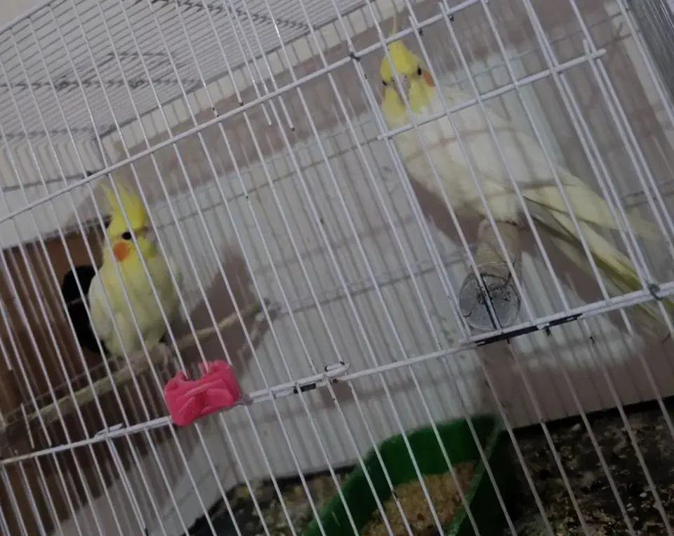 عروس هلندی فوق مولد 4جفت|پرنده|اهواز, پردیس|دیوار