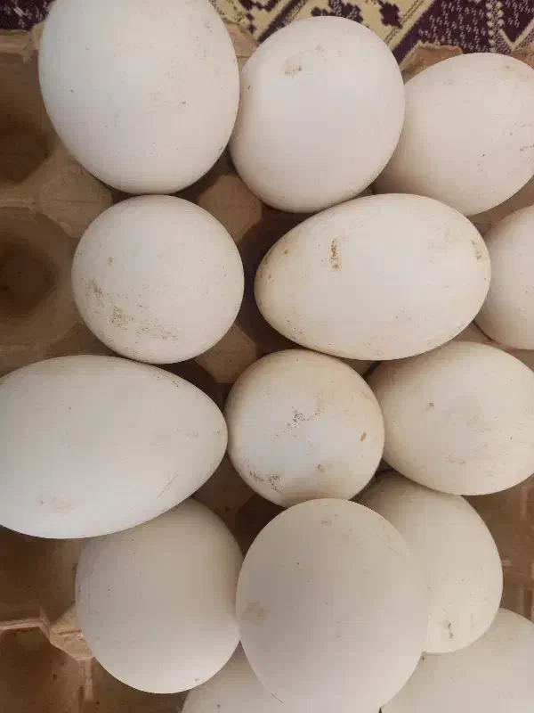 تخم غاز|حیوانات مزرعه|مانه, |دیوار