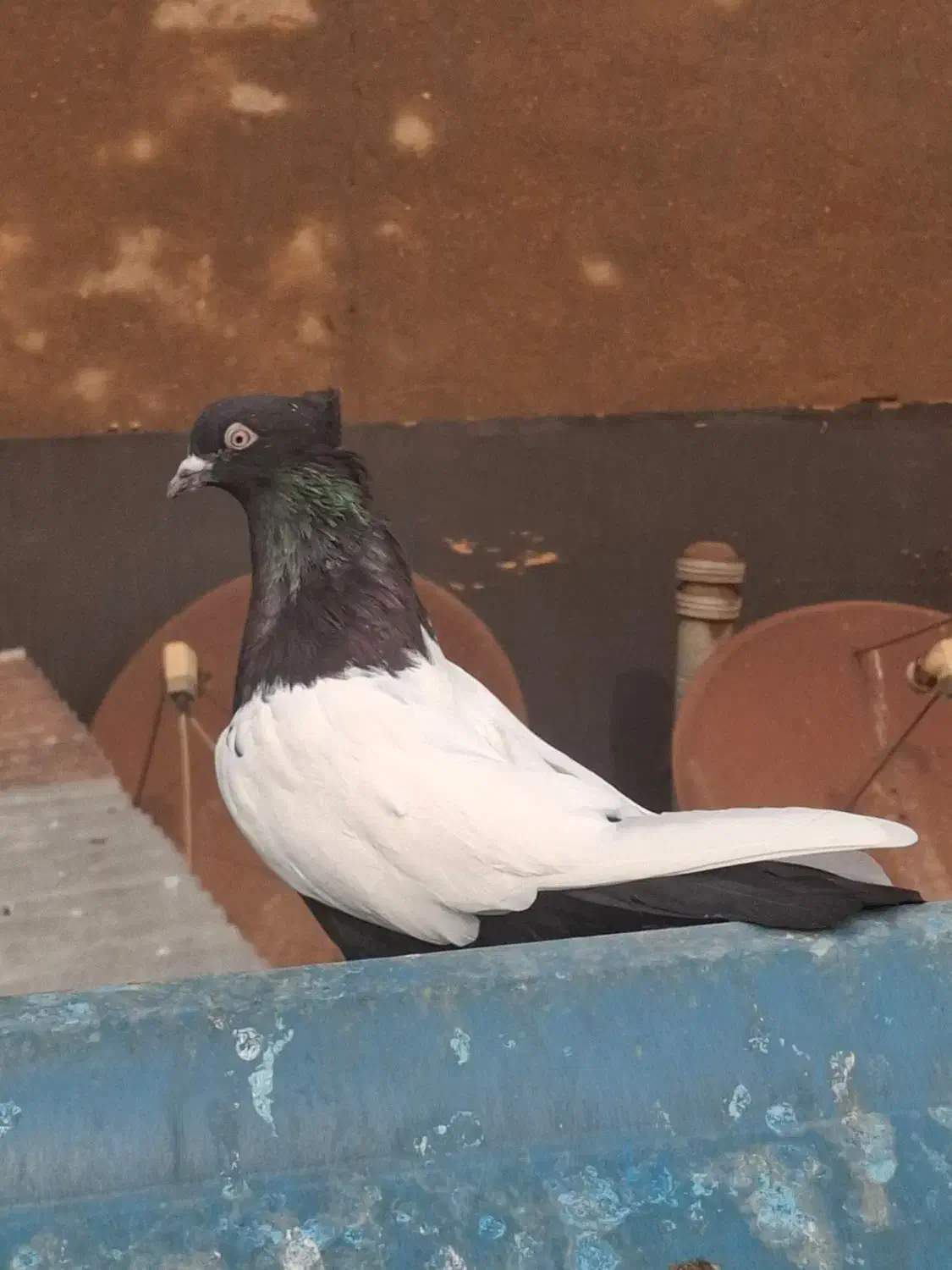 سینه سیاه|پرنده|کارون, |دیوار