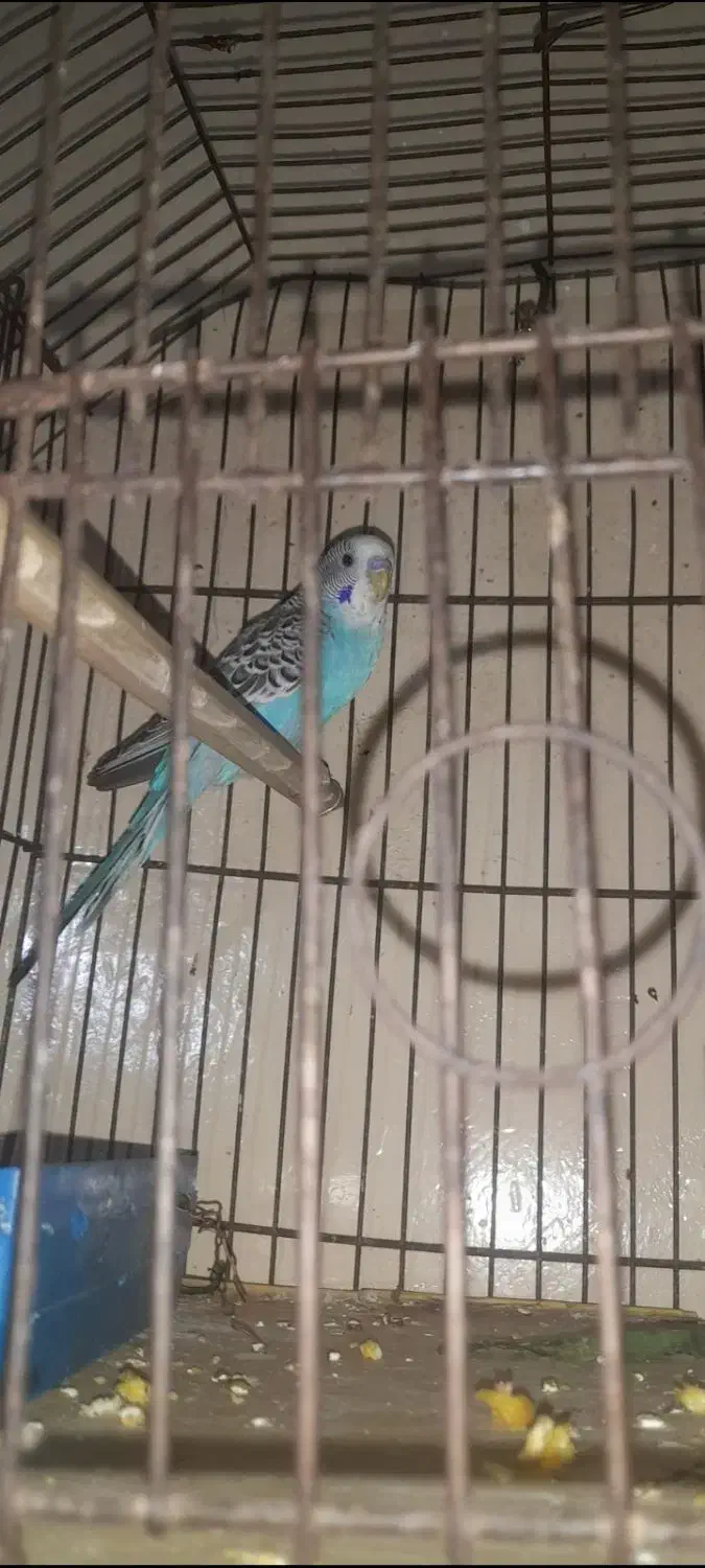 مرغ عشق نر معاوضه با ماده|پرنده|کارون, |دیوار