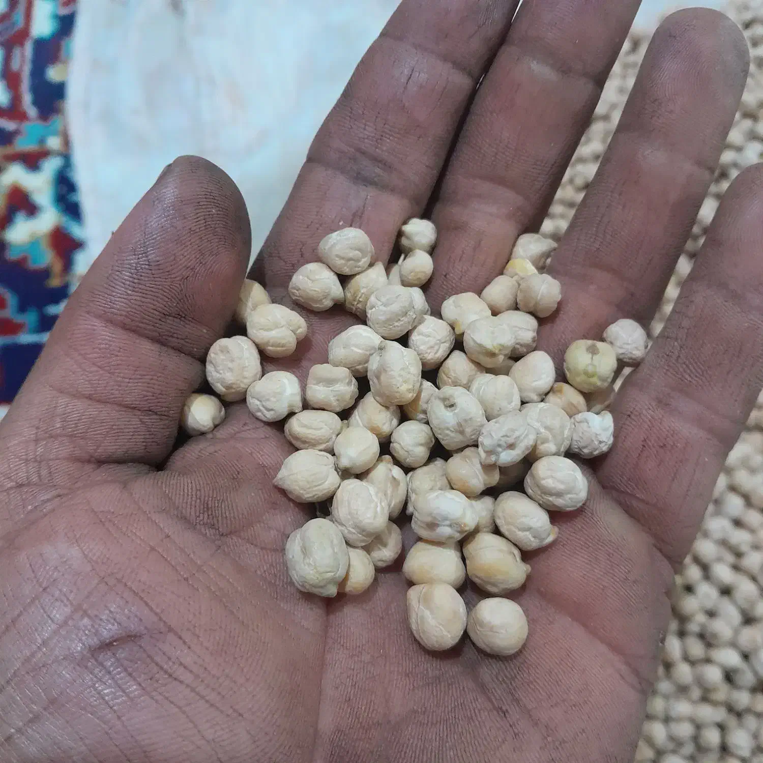 فروش‌نخود‌ابگوشتی|خوردنی و آشامیدنی|مینودشت, |دیوار
