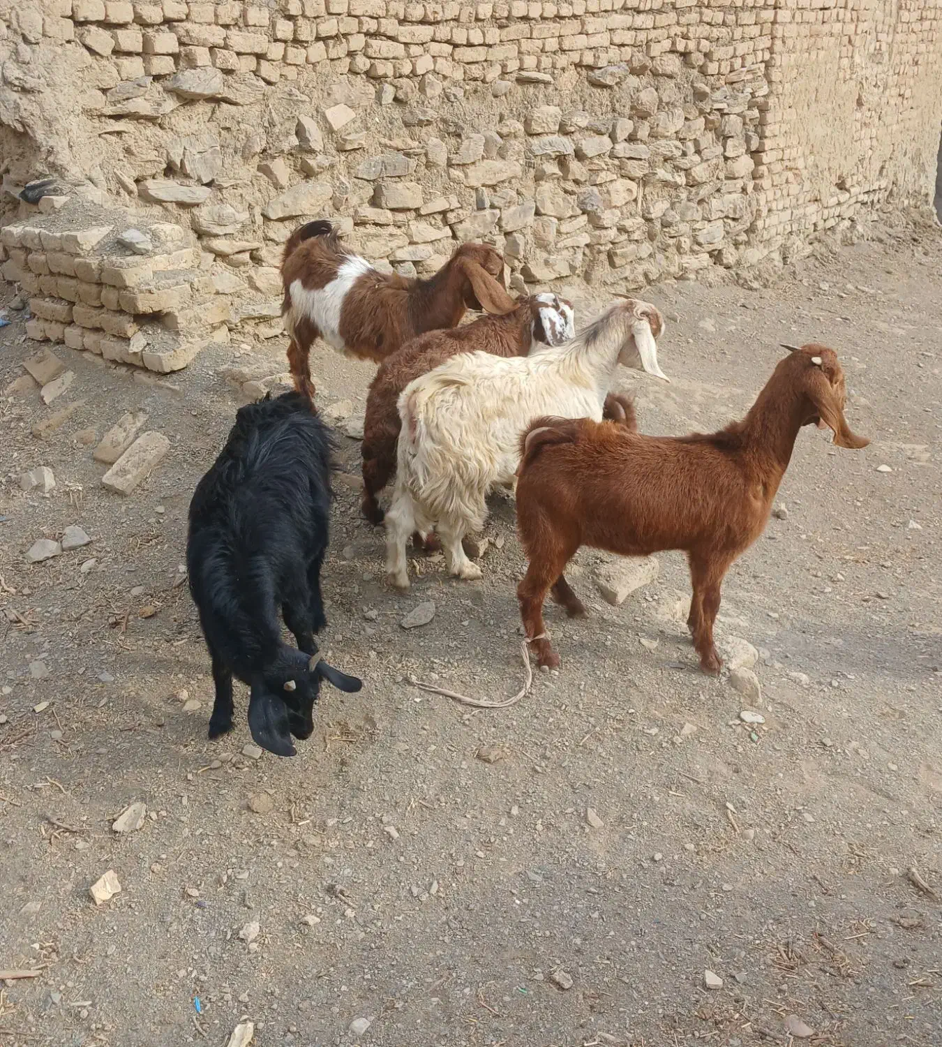 فروش ۸ راس بزغاله و بره|حیوانات مزرعه|ملایر, |دیوار