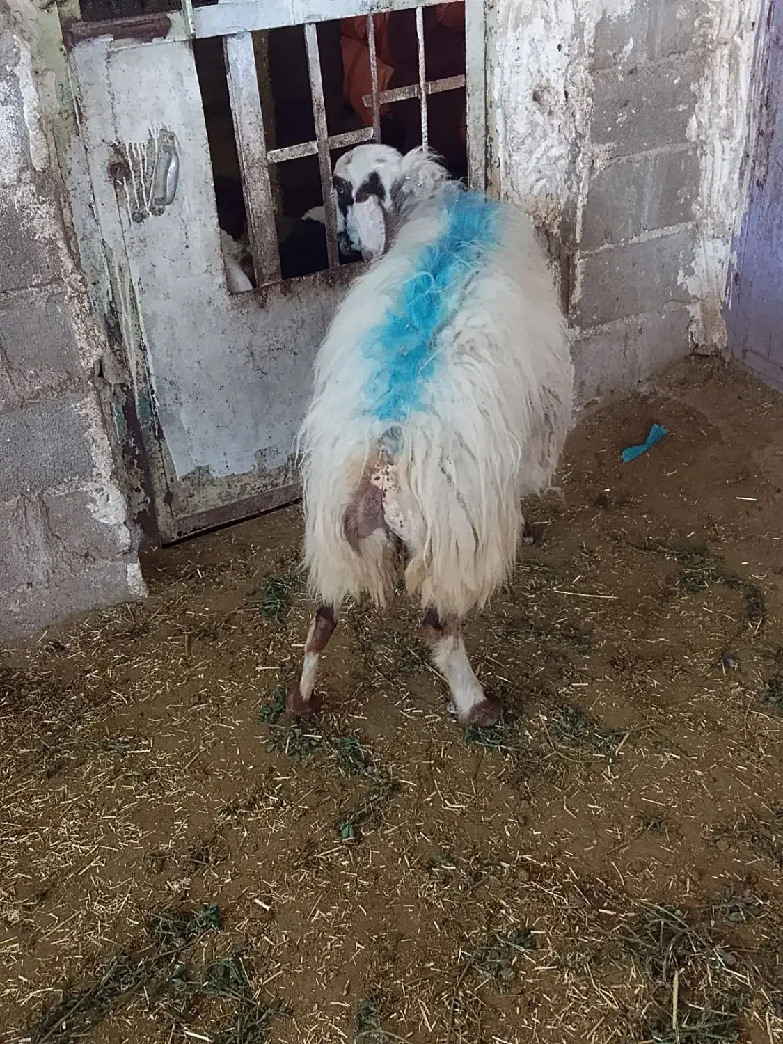 میش و کاه|حیوانات مزرعه|دهدشت, |دیوار