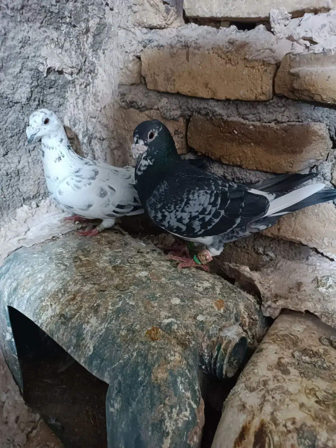 کفتر|لوازم سرویس بهداشتی|تربت‌حیدریه, پائین ولایت|دیوار