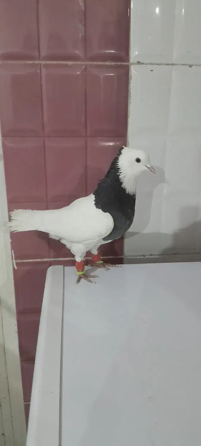 کبوتر|پرنده|شوش, |دیوار