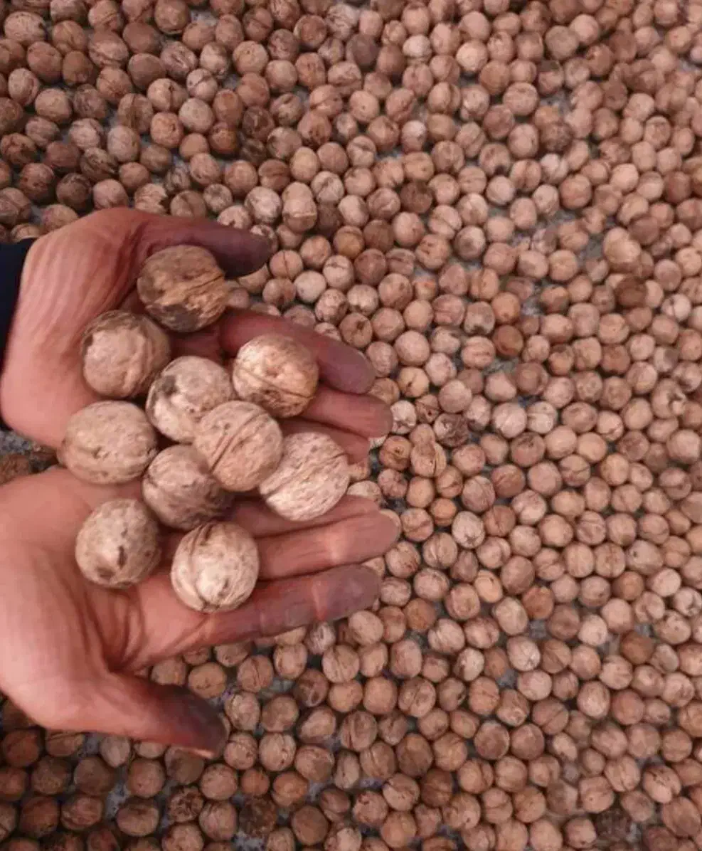 گردو مغز سفید.|خوردنی و آشامیدنی|مشهد, سیسآباد|دیوار