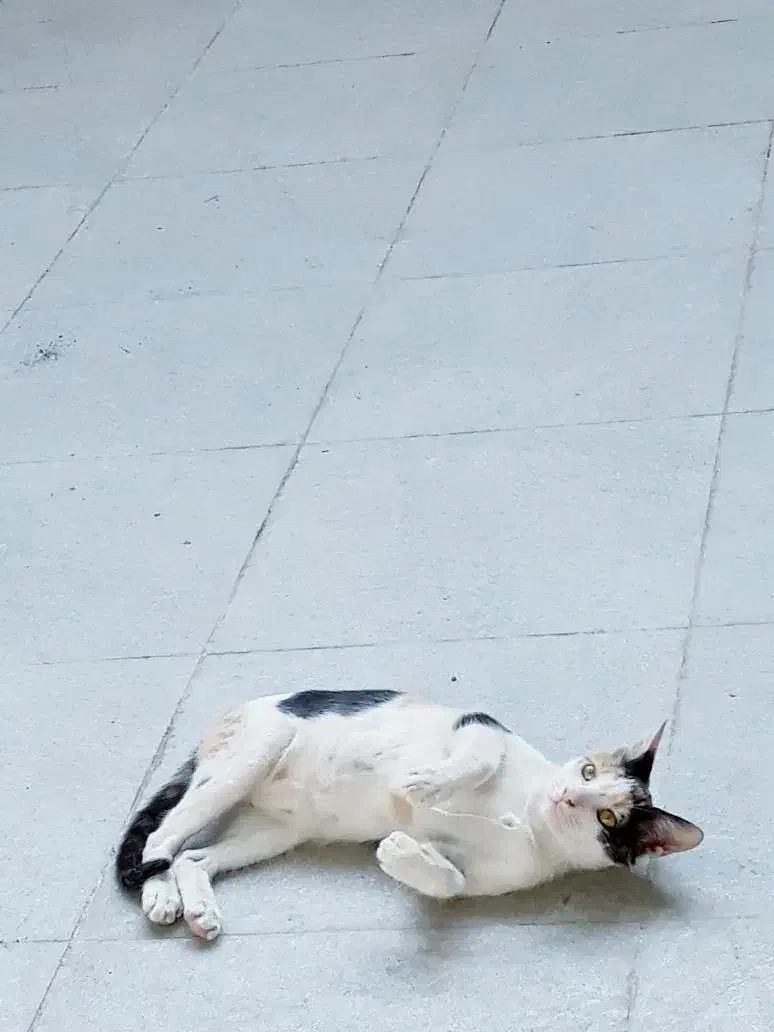 واگذاری گربه اهلی|گربه|بهبهان, |دیوار