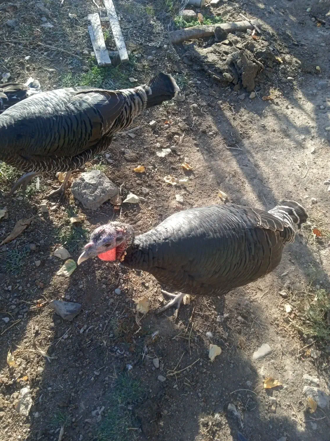 مزرعه حیوانات|حیوانات مزرعه|مشگین شهر, |دیوار