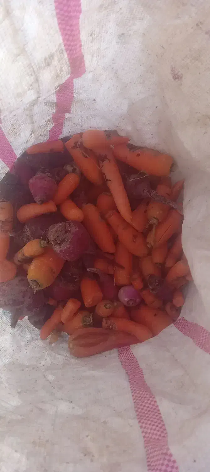 چغندر شلغم هویج خوراک گاو گوسفند|لوازم جانبی حیوانات|اصفهان, بوستان ناژوان|دیوار