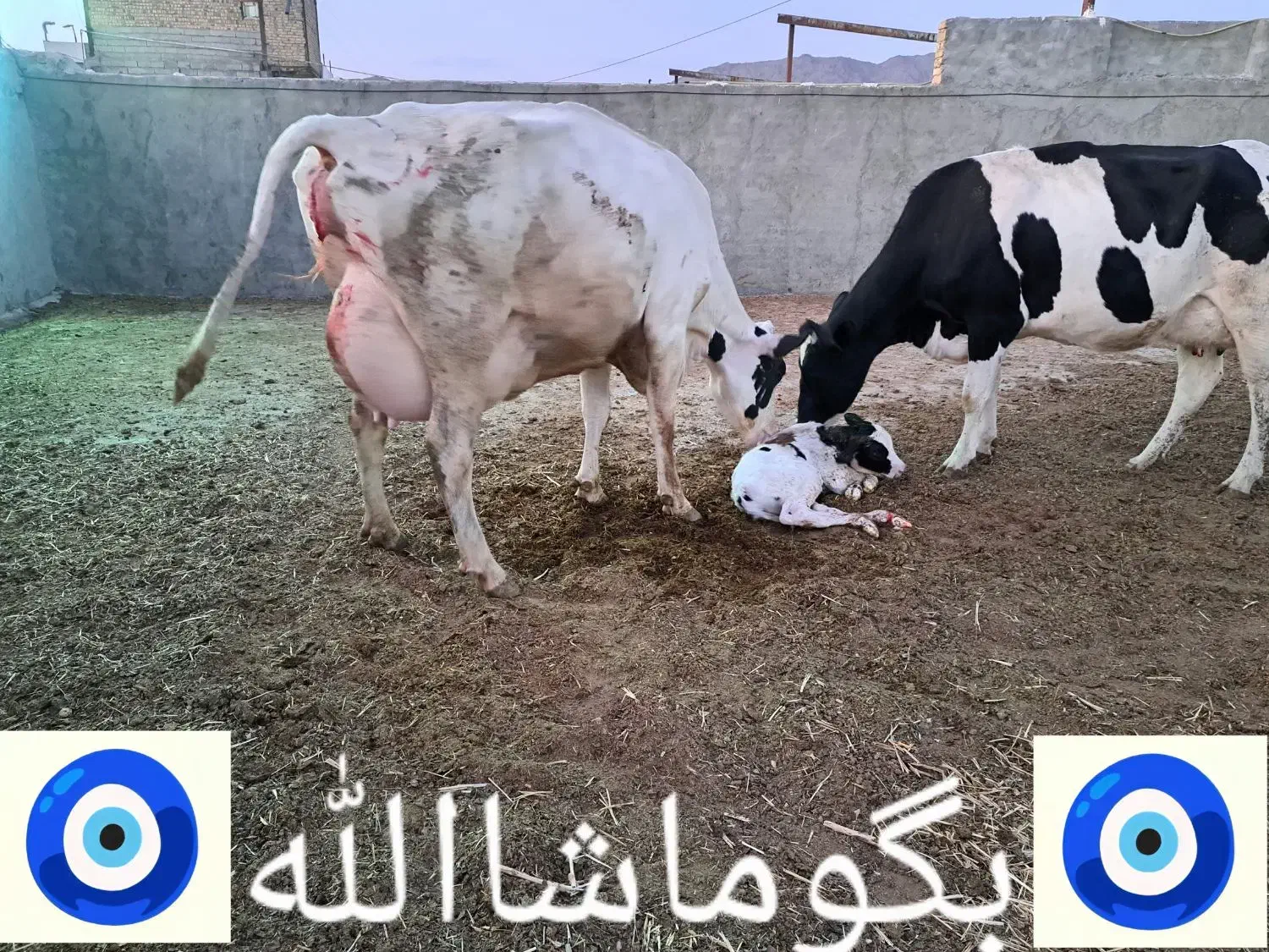 گاو. تلیسه. گاوشیری|حیوانات مزرعه|خرم‌آباد, |دیوار