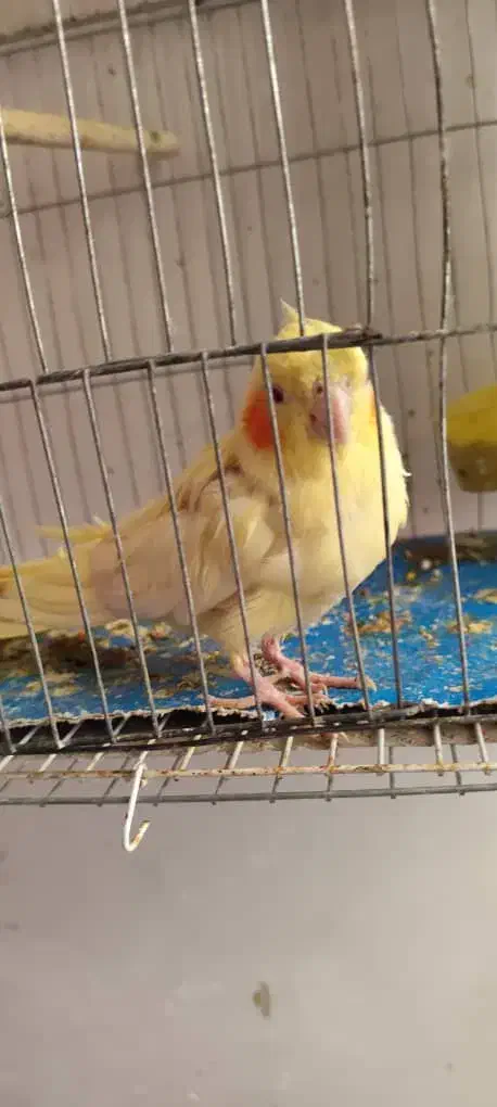 عروس هلندی زعفرانی و لیتینو|پرنده|خرمشهر, |دیوار