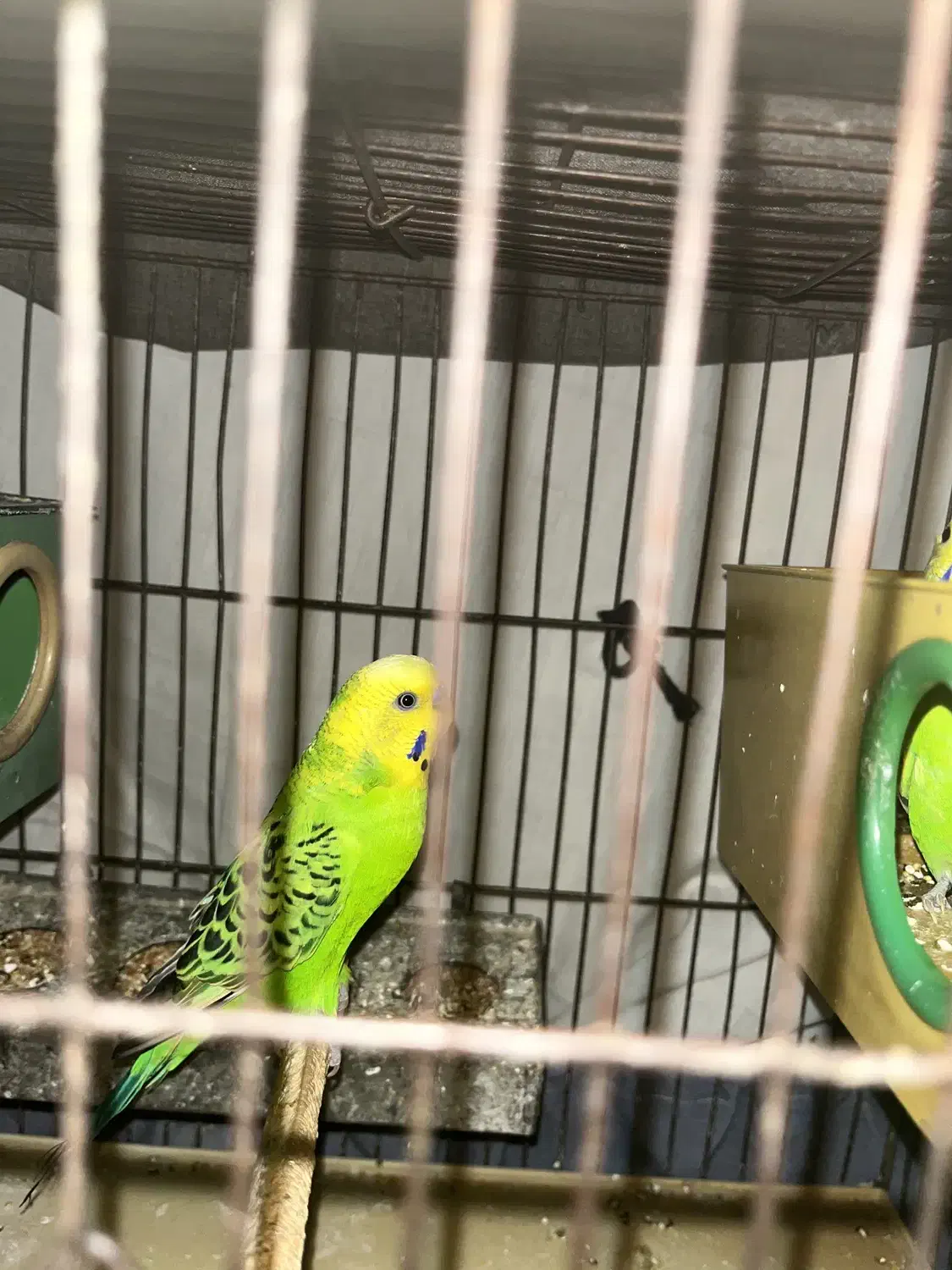 مرغ عشق|پرنده|تهران, ائمه اطهار|دیوار