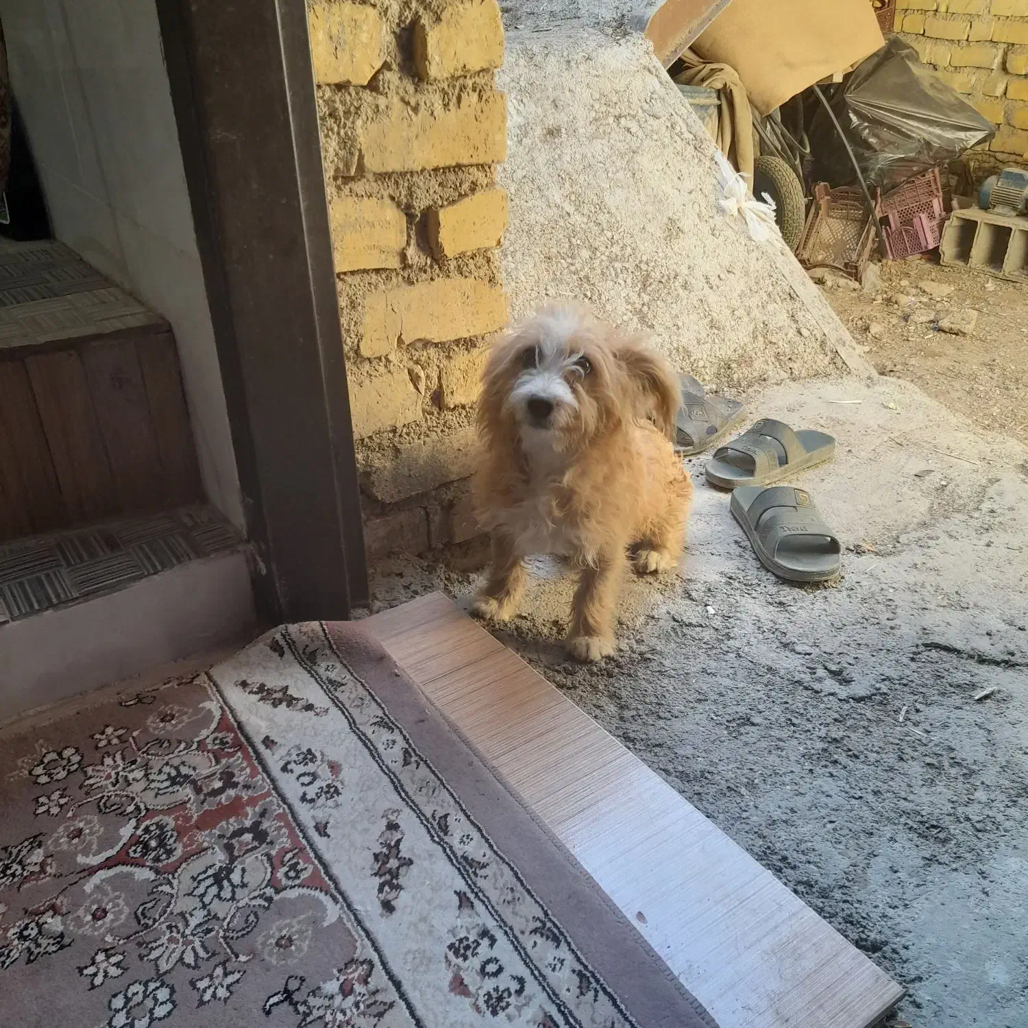 سگ پامر|سگ|فیروزآباد (فارس), |دیوار