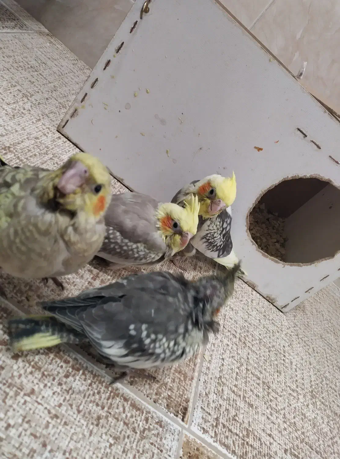 ساعت حراج کاملاً دستی|پرنده|فردوس (خراسان), |دیوار