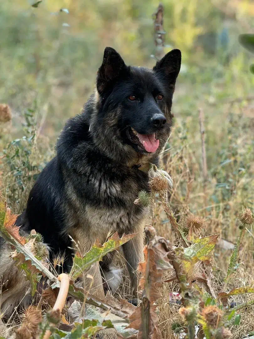 توله ژرمن شپردورک|سگ|اردبیل, |دیوار