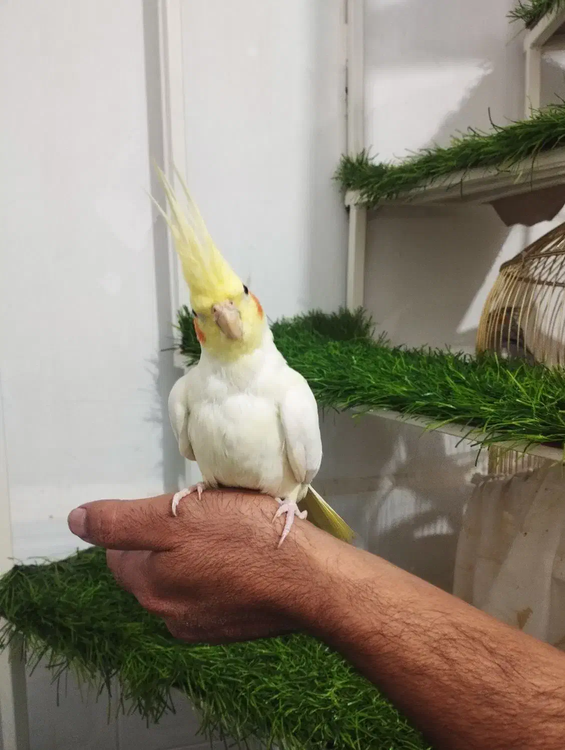 عروس هلندی لوتینو اهلی|پرنده|تبریز, |دیوار