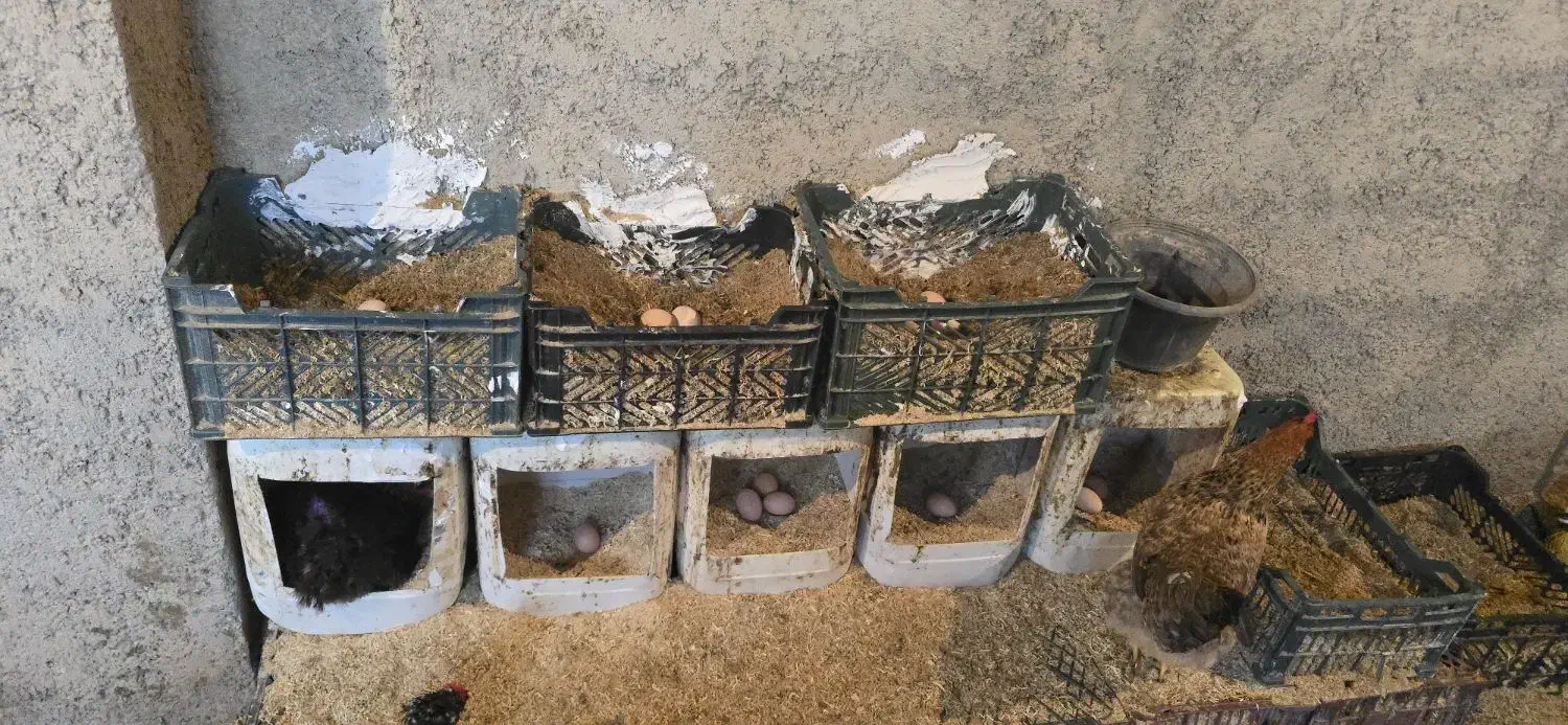 تخم مرغ محلی رسمی|خوردنی و آشامیدنی|پاکدشت, پاکدشت (مامازند)|دیوار